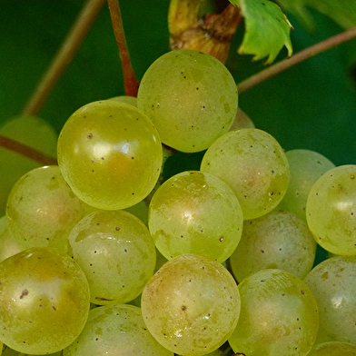 Domaine de la Jobeline