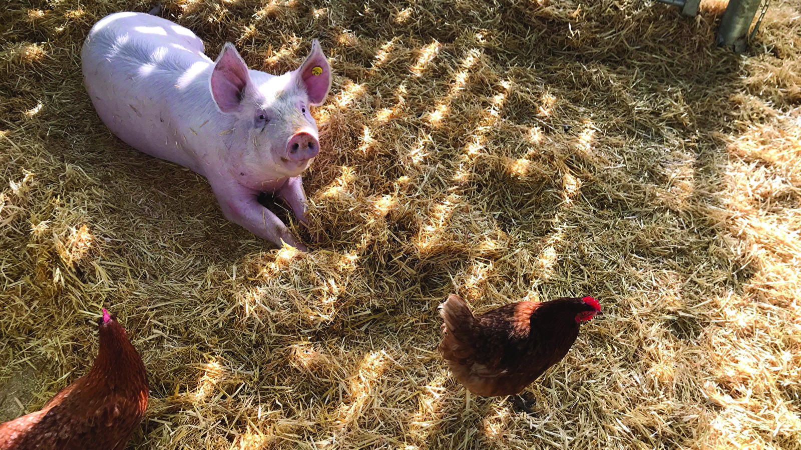 La Ferme Girmontoise