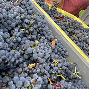 Charriat William - IRANCY