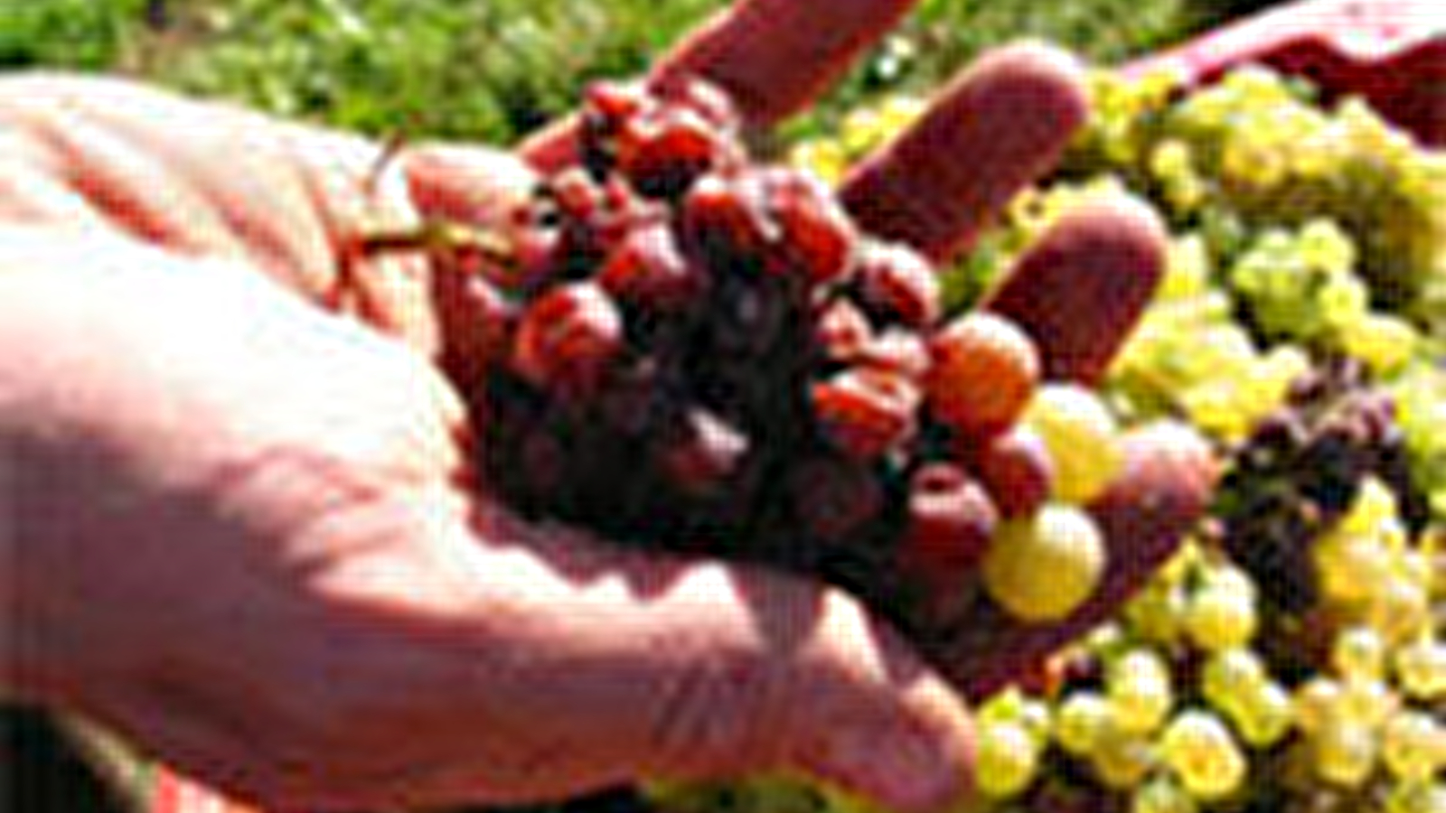 Laferrere Hubert - Domaine Saint Denis