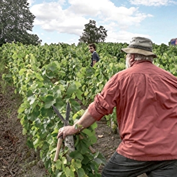 Les Arbillons Vignoble - SOLOGNY