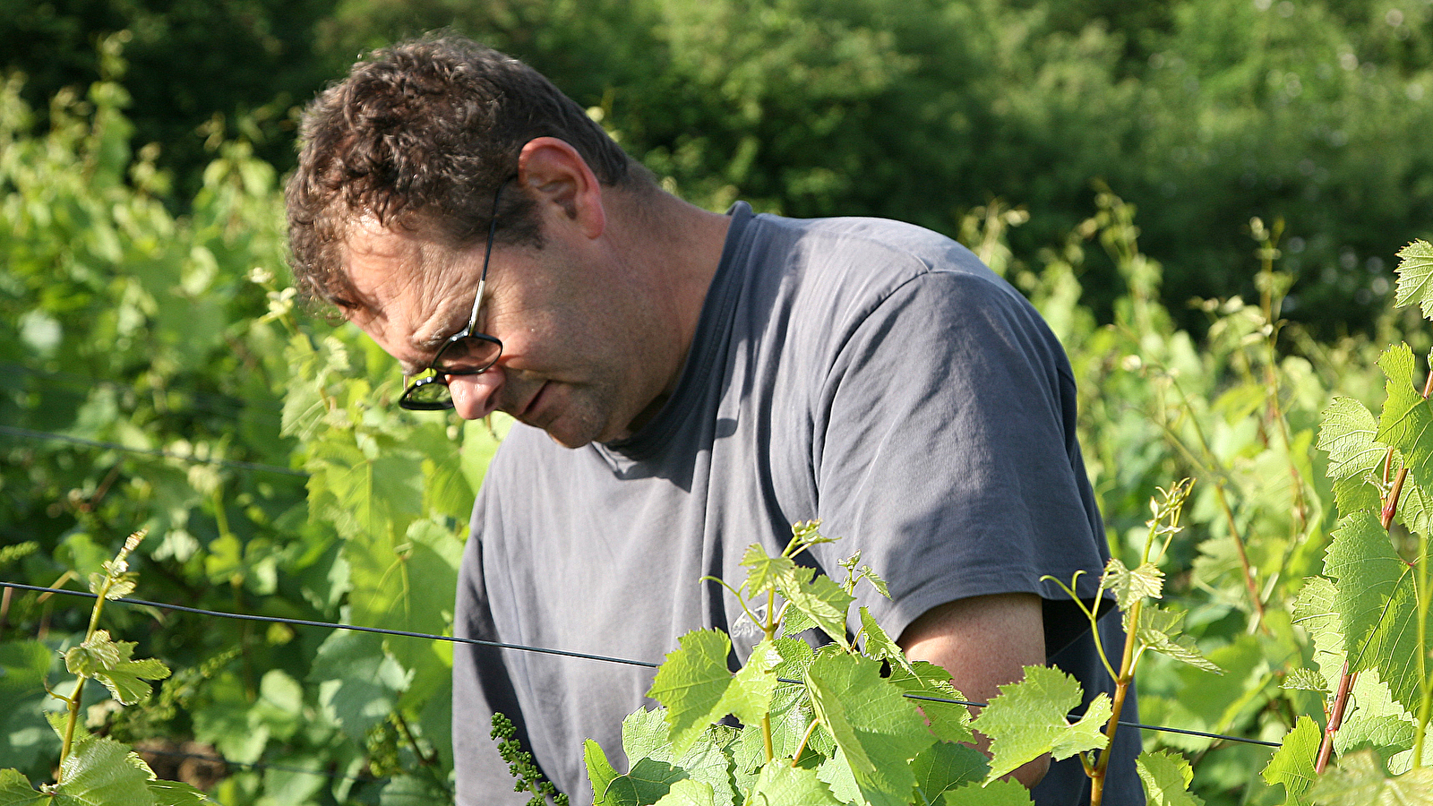 Domaine du Clos Gandin