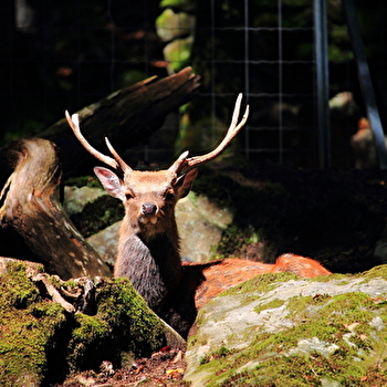 Visite : Les nocturnes du parc - FOUGEROLLES-SAINT-VALBERT
