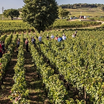 Felettig Gilbert et Christine - CHAMBOLLE-MUSIGNY