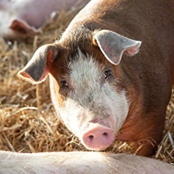 La Ferme Girmontoise - GIRMONT-VAL-D'AJOL