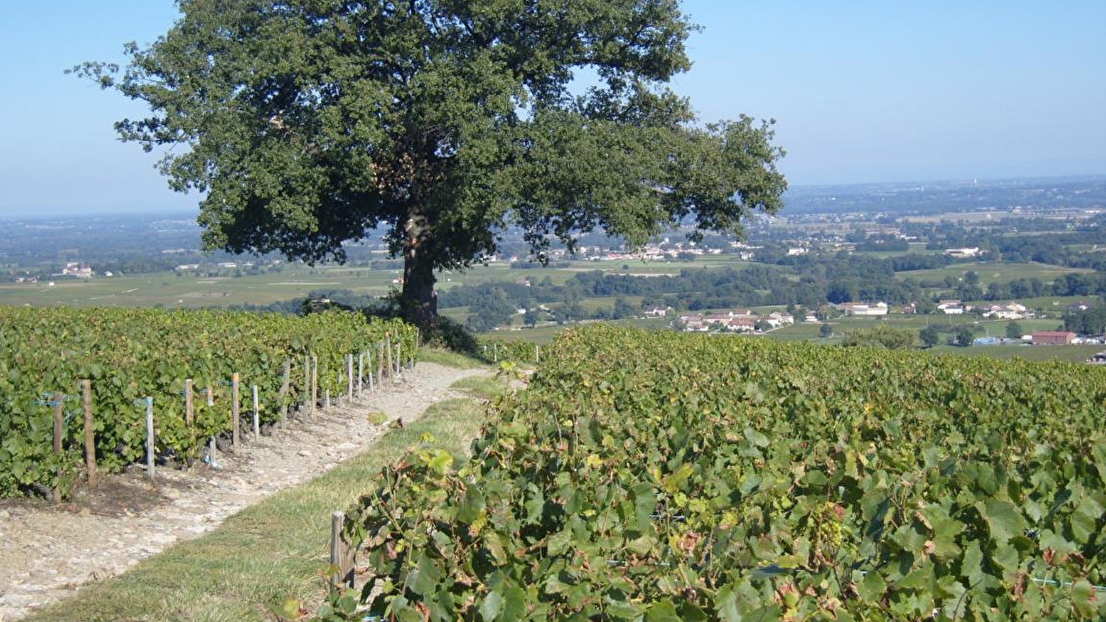 Domaine Le Chêne du Py