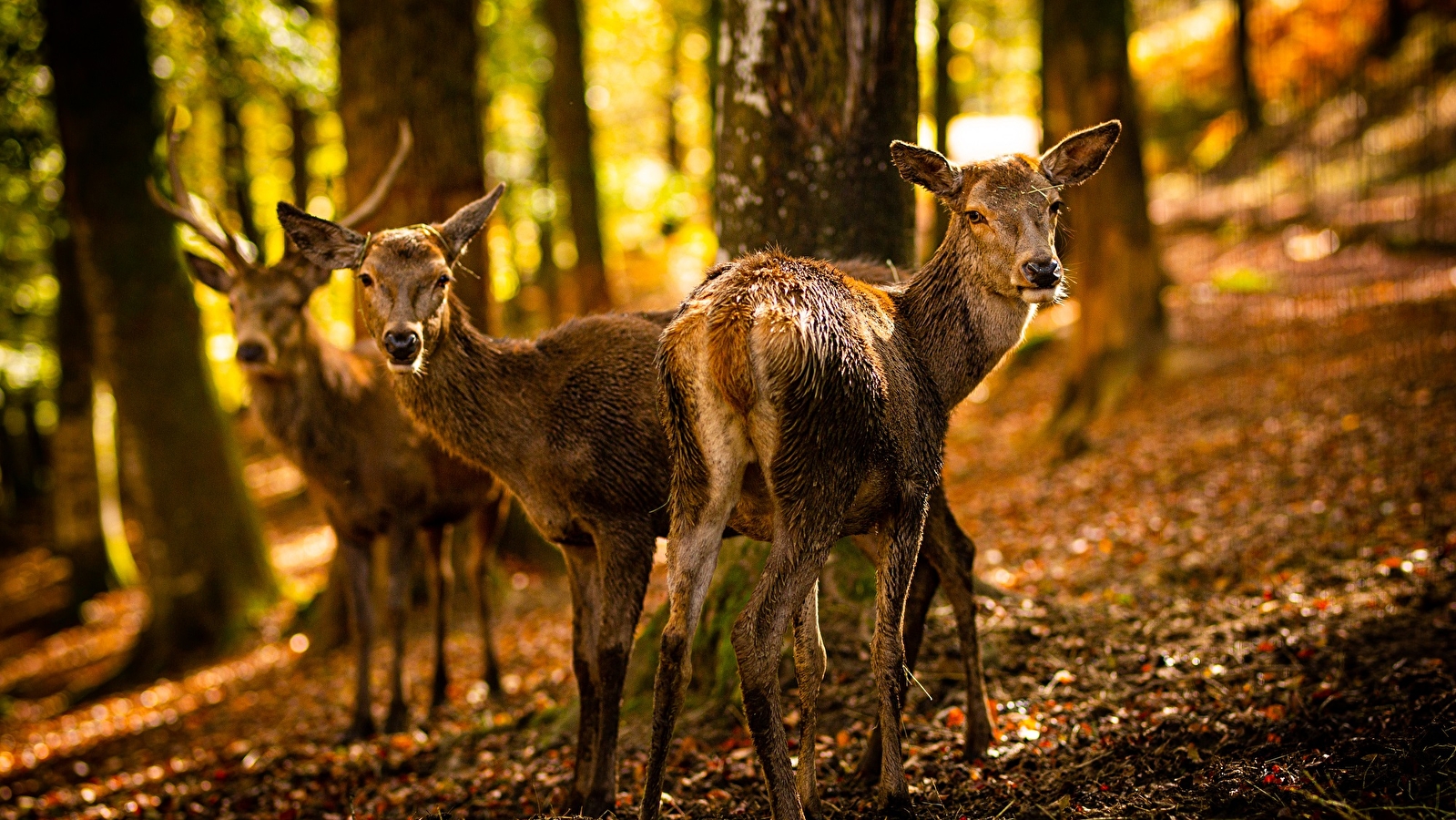 10 animaux d'automne à observer lors de vos balades