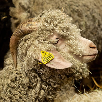 Visite de la chèvrerie des Petits Sentiers Ân'imés