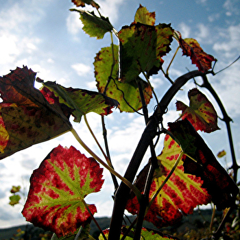 Bizot - VOSNE-ROMANEE