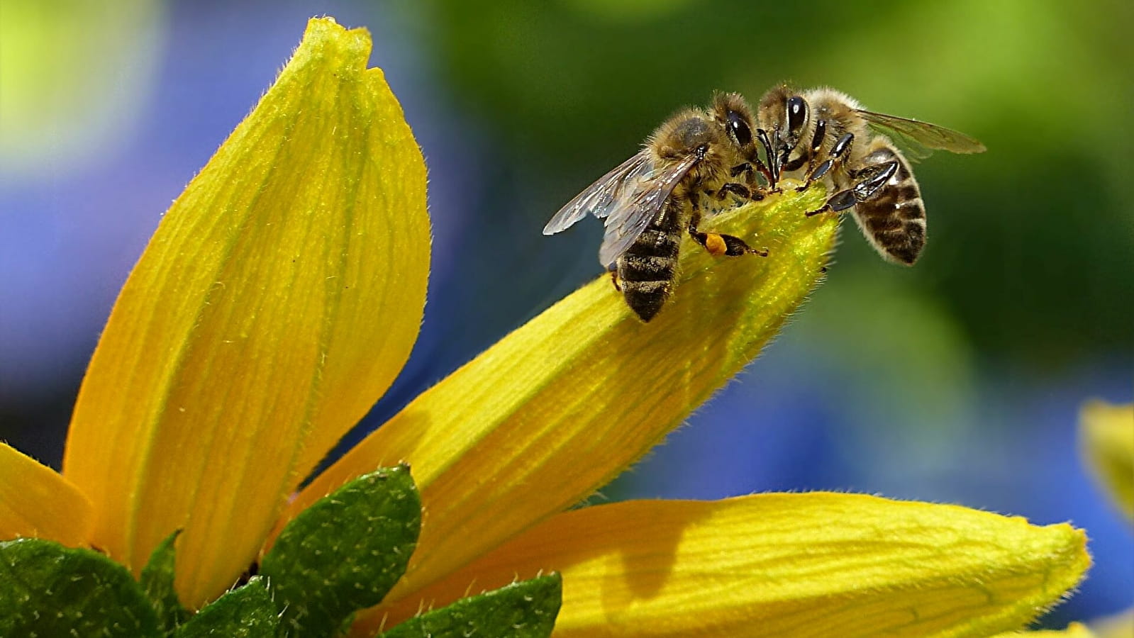 Fête de l'abeille et de la biodiversité