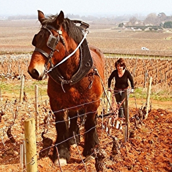 Thomas-Collardot - PULIGNY-MONTRACHET