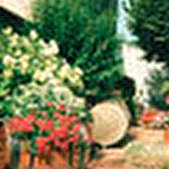 Chopin Gesseaume Pascault - NUITS-SAINT-GEORGES