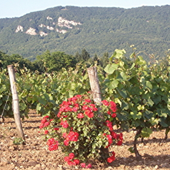 Vignoble Pellerin - SAINT-SORLIN-EN-BUGEY