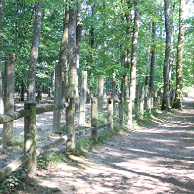 Forêt du Banney