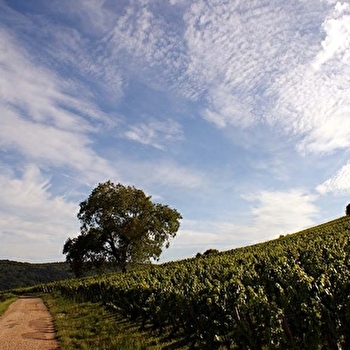 Buisson Henri & Gilles - SAINT-ROMAIN