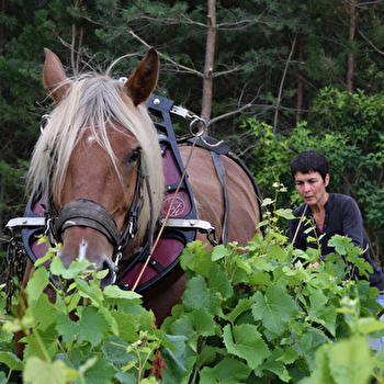 Coté Céline - MOLOSMES