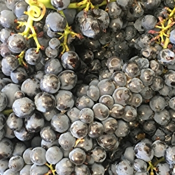 Jolivet Christophe - BLIGNY-LES-BEAUNE