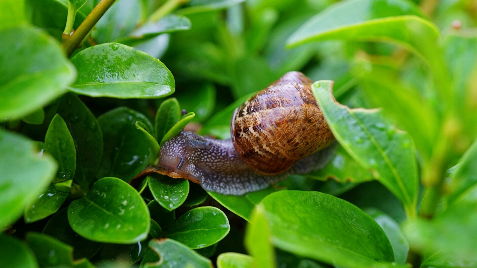 Visite de l'Escargotière du Vieil Etang