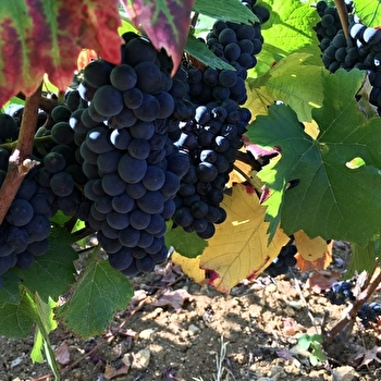 Gilbert Pauline - CHASNAY