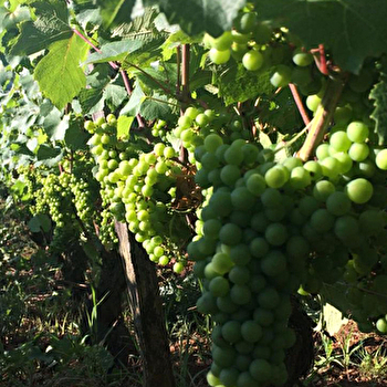 Bak Stéphane - MOROGES