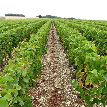 Henry Pascale - SAINT-CYR-LES-COLONS