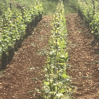 Coillot Bernard Père et Fils