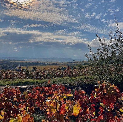 Muzard Lucien et Fils