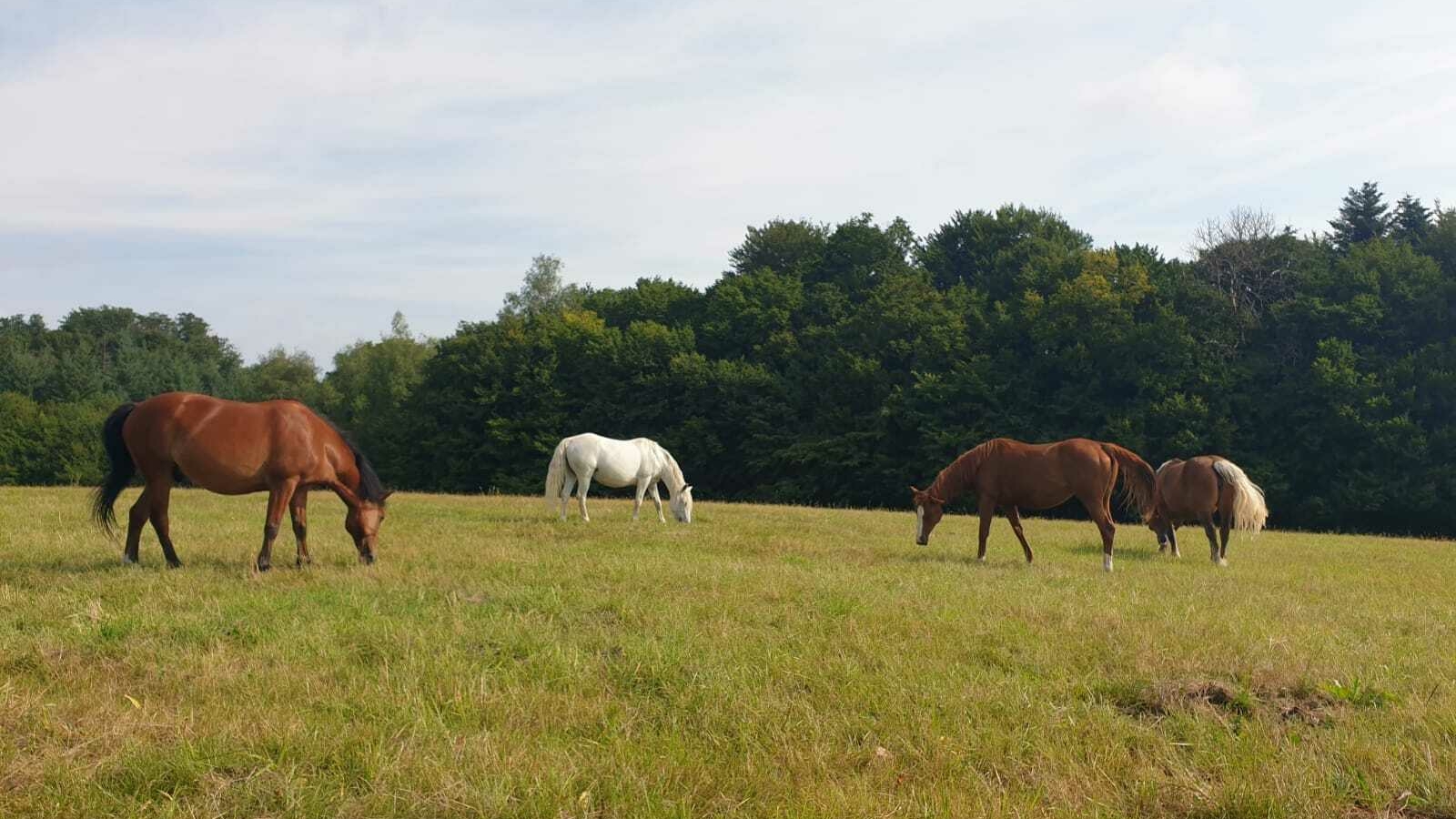 La Ferme du Petit Galop