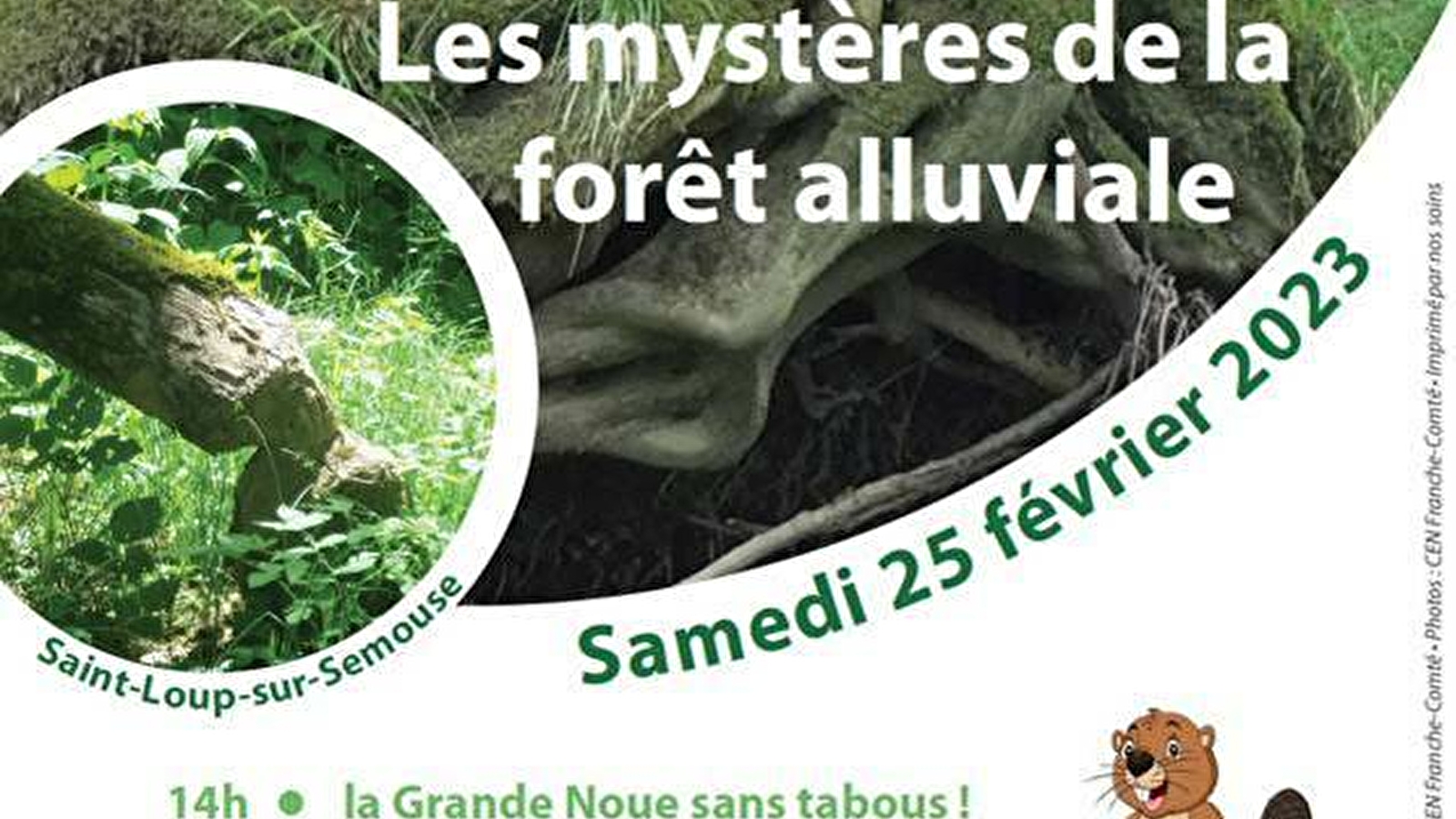 Les Mystères de la forêt alluviale