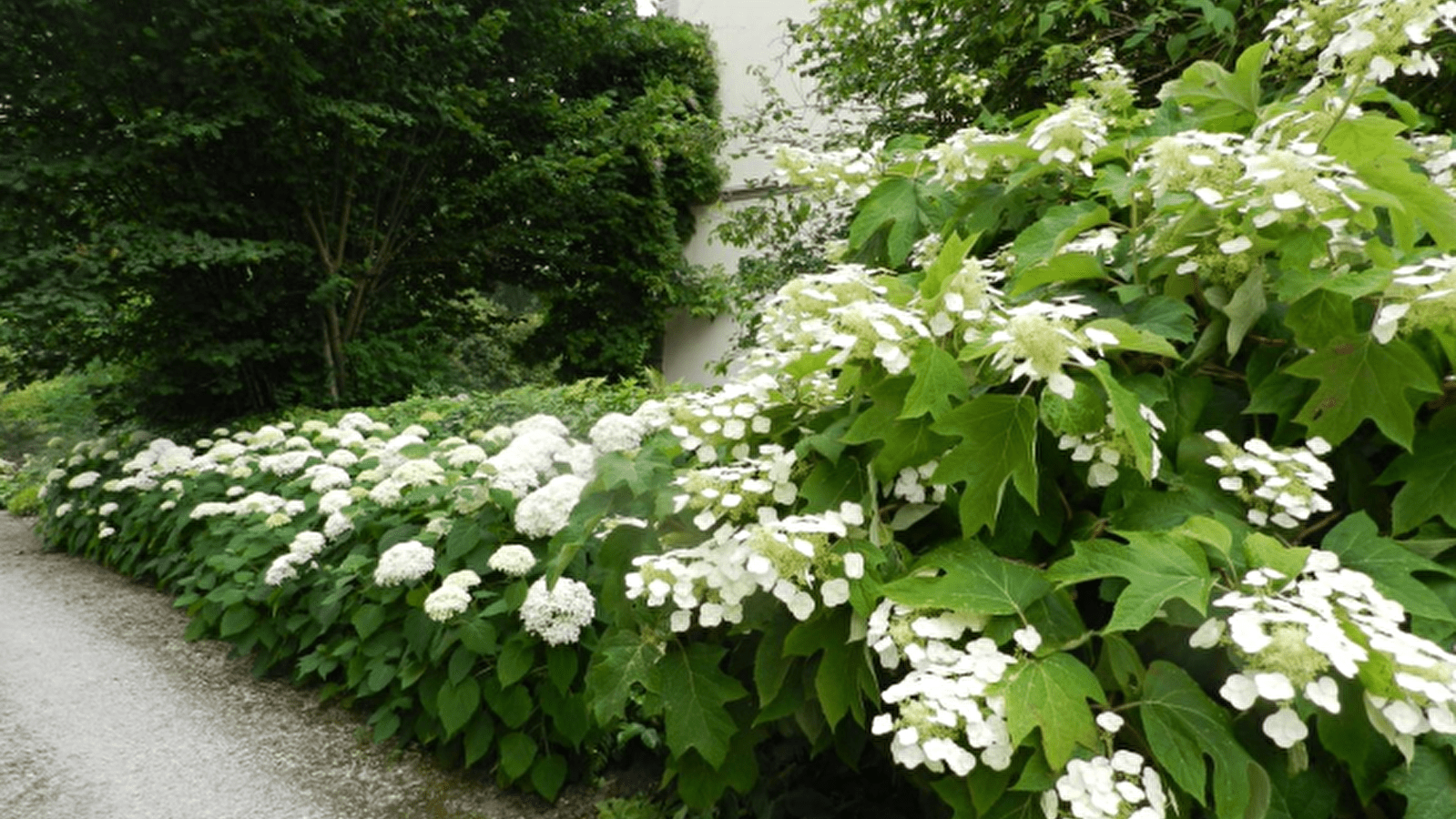 Rendez-vous au jardin : Jardin des Charmes