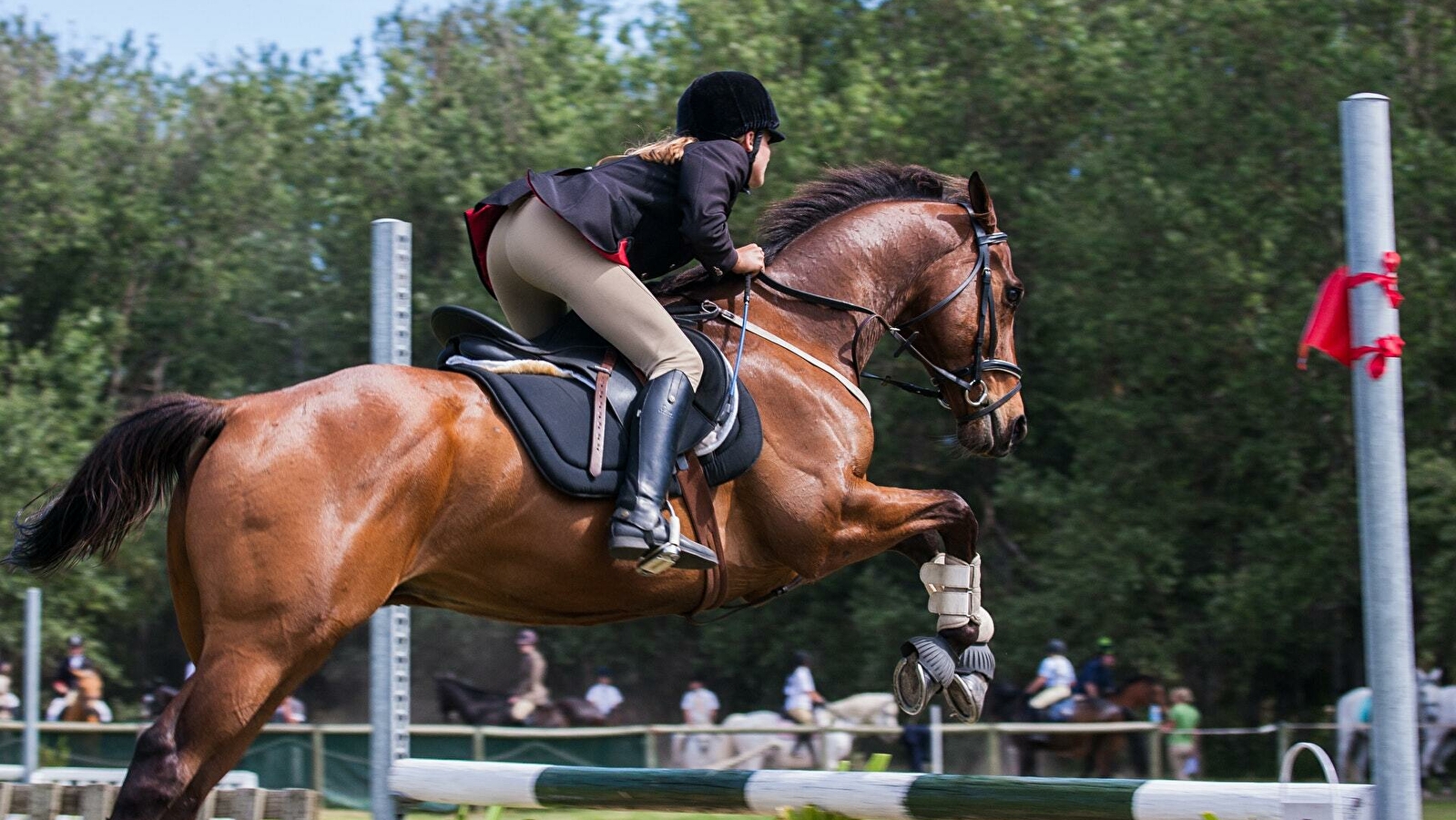 Concours officiel de Saut d'Obstacle