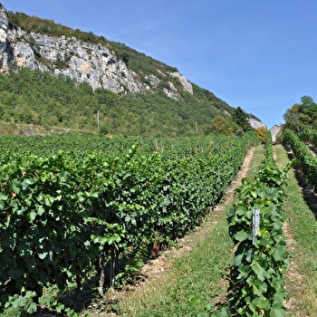 Domaine Monin - VONGNES