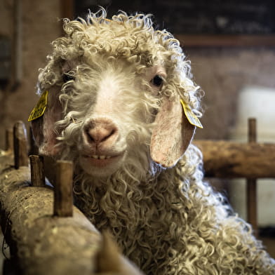 Visite de la chèvrerie des Petits Sentiers Ân'imés