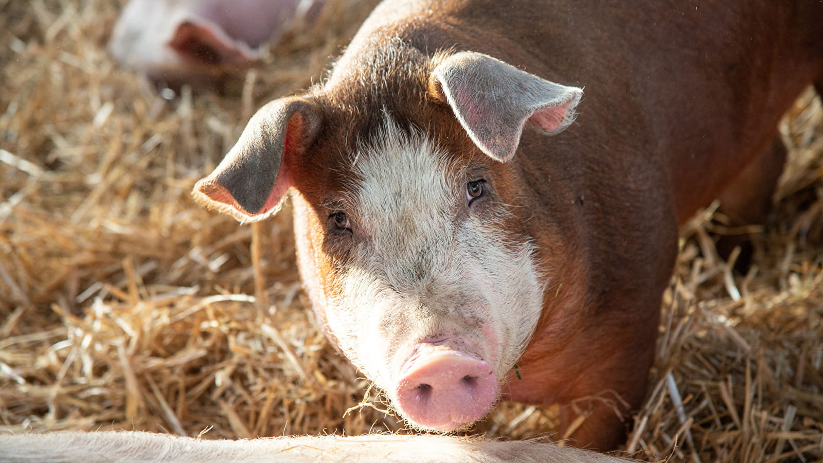 La Ferme Girmontoise