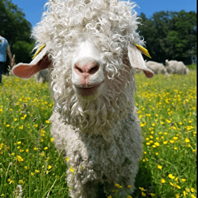 Le Mohair des Petits Sentiers