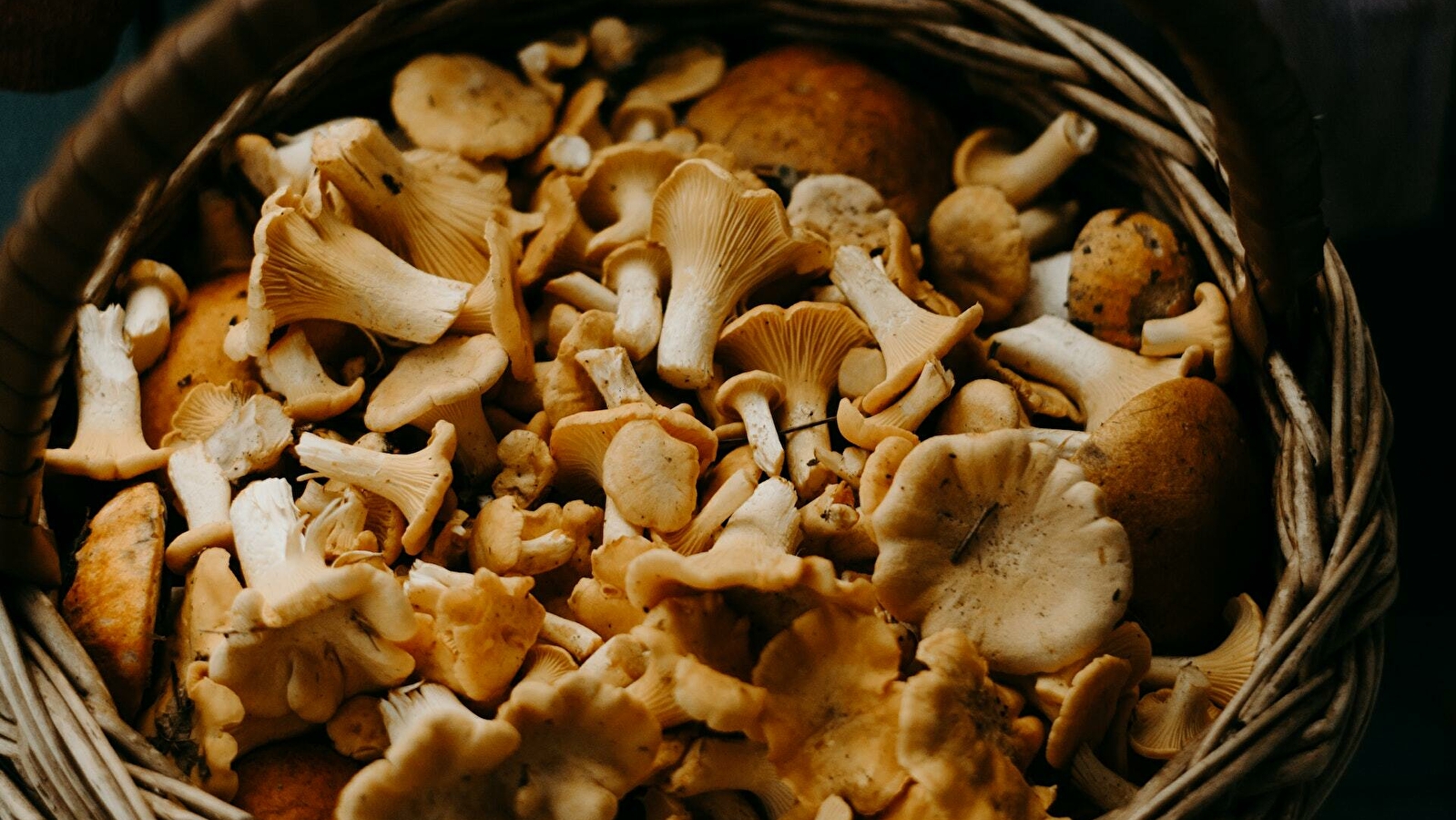 Exposition Champignons