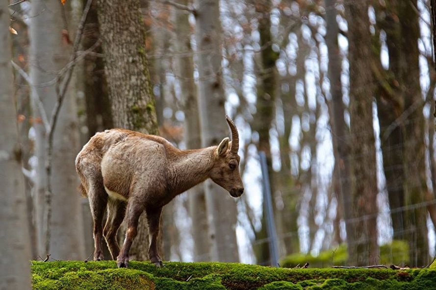 Parc animalier de Fougerolles Saint Valbert