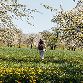 Les cerisiers en fleurs à Fougerolles - FOUGEROLLES-SAINT-VALBERT