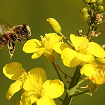 Visite : Le monde des abeilles - FOUGEROLLES-SAINT-VALBERT