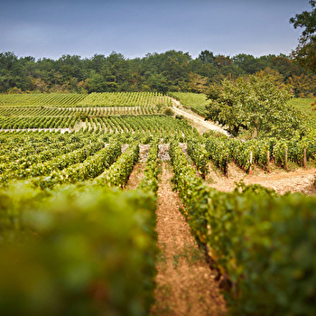 Maldant Pauvelot - CHOREY-LES-BEAUNE