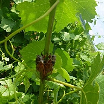 Serrigny Francine et Marie Laure - SAVIGNY-LES-BEAUNE