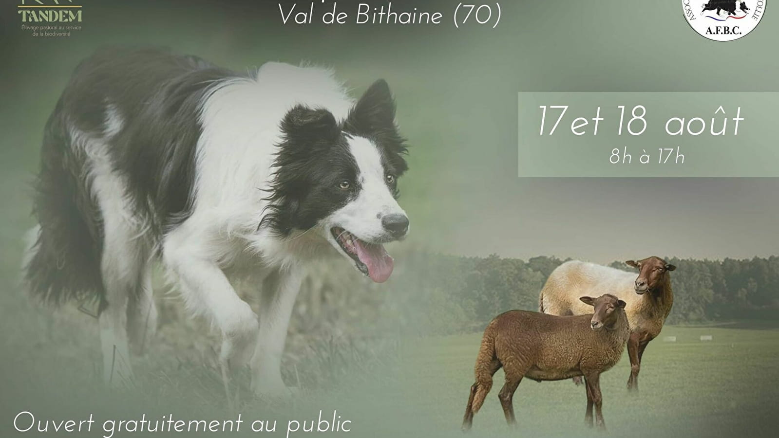 Concours spécial Border Collie