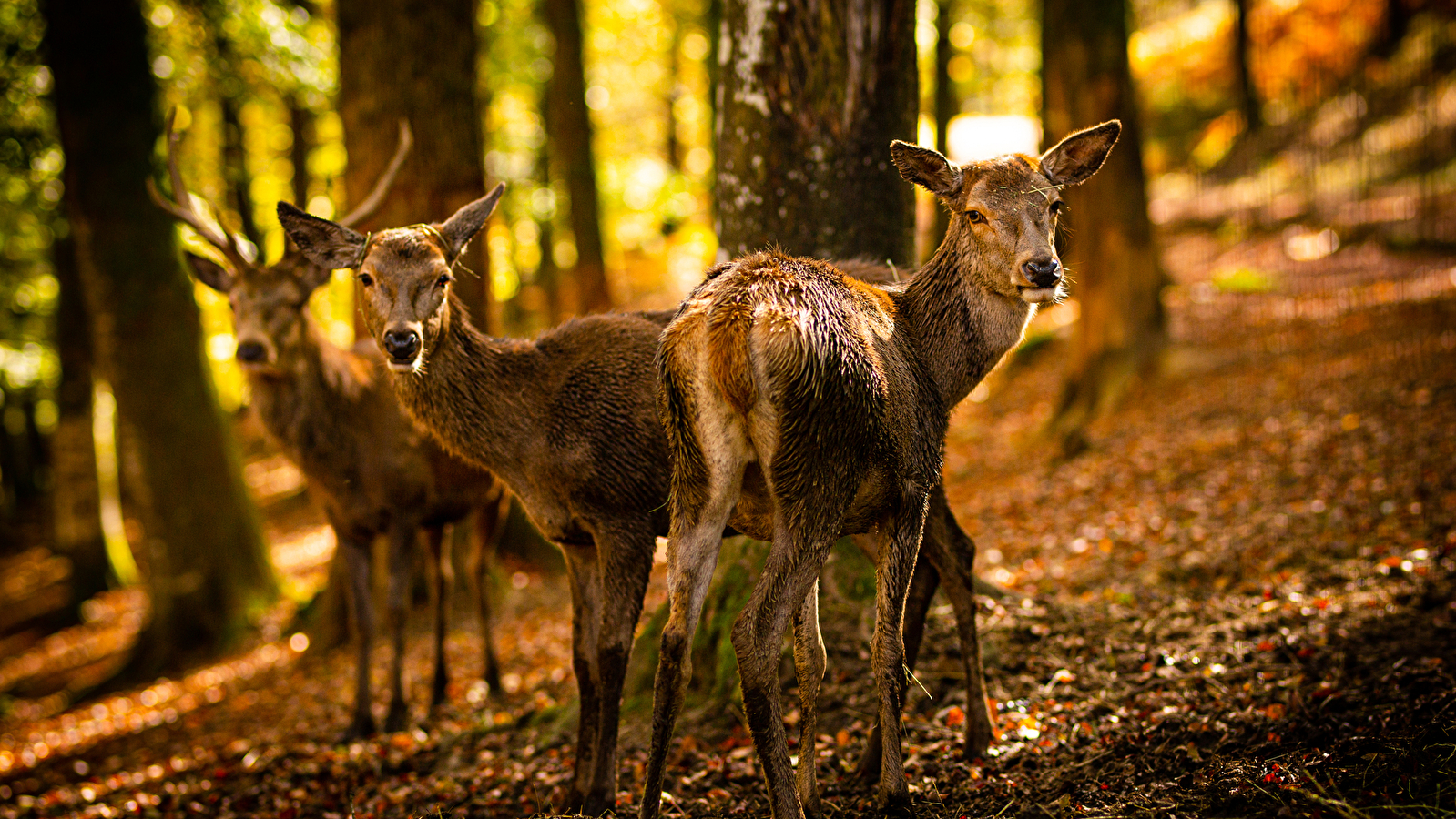 Parc Animalier de Fougerolles-Saint-Valbert