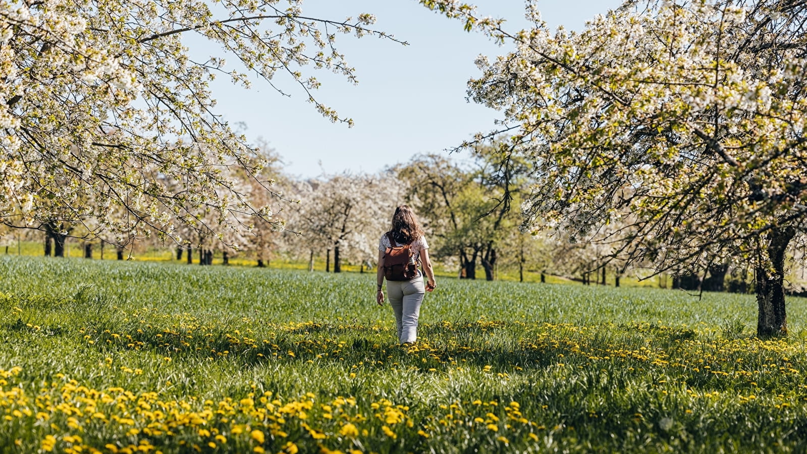 Les cerisiers en fleurs à Fougerolles