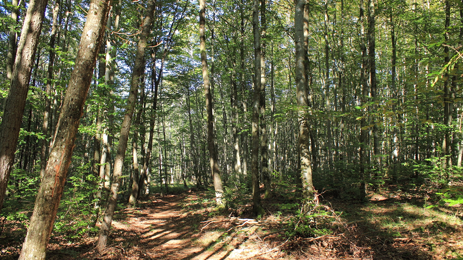 Bains de forêt